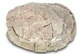 Fossil Tortoise (Stylemys) Shell - Nebraska #269617-3